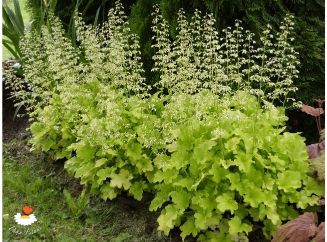 Heuchera   'Lime Marmalade'
