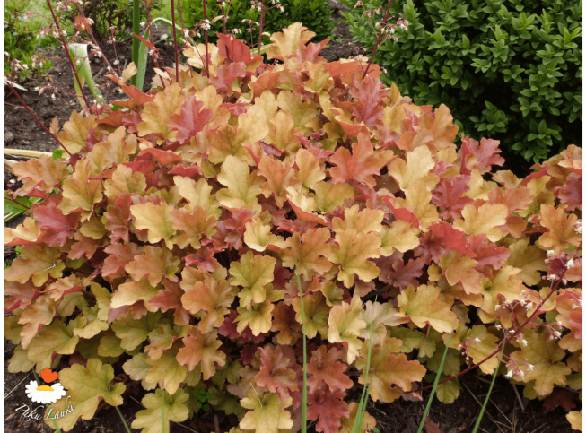Heuchera   'Marmalade'