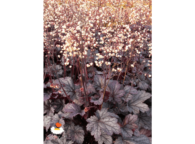Heuchera   'Shanghai'
