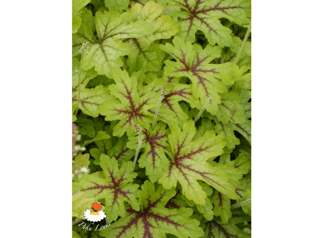 Heucherella   'Alabama Sunrise'