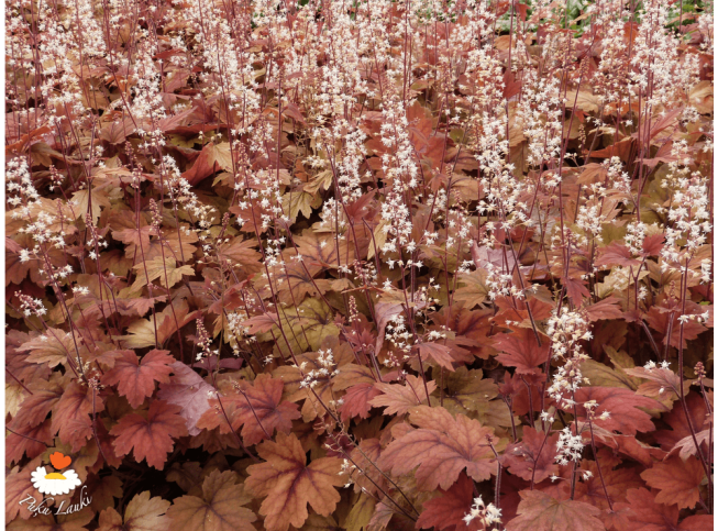 Heucherella   'Sweet Tea'