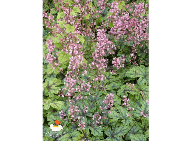 Heucherella   'Tapestry'