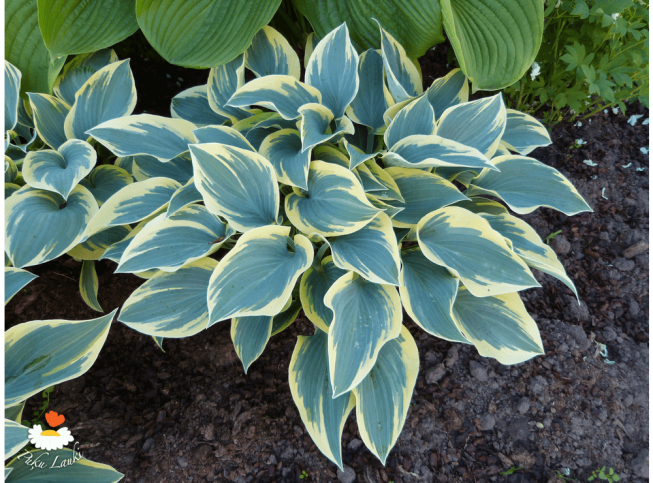 Hosta   'First Frost'