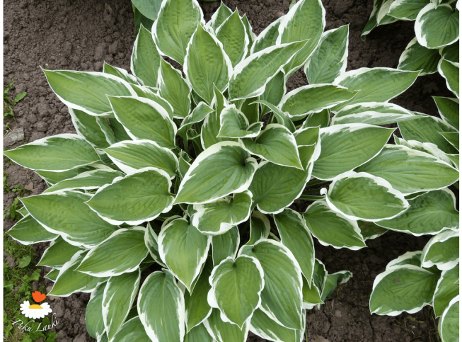 Hosta   'Francee'