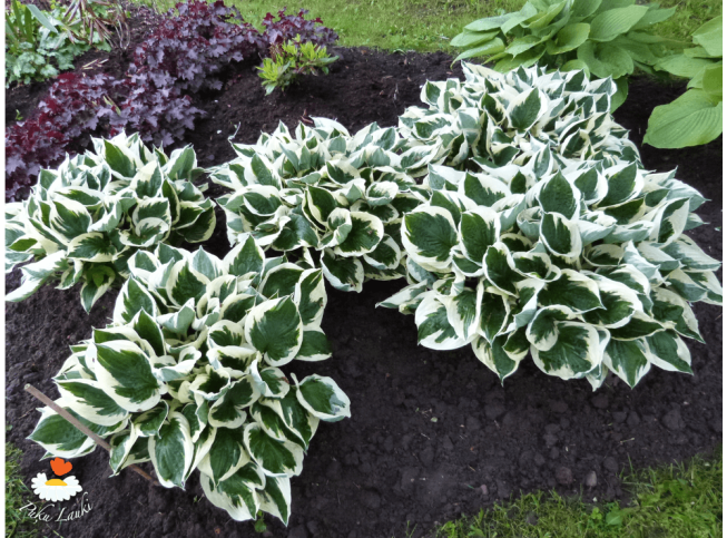Hosta   'Minuteman'