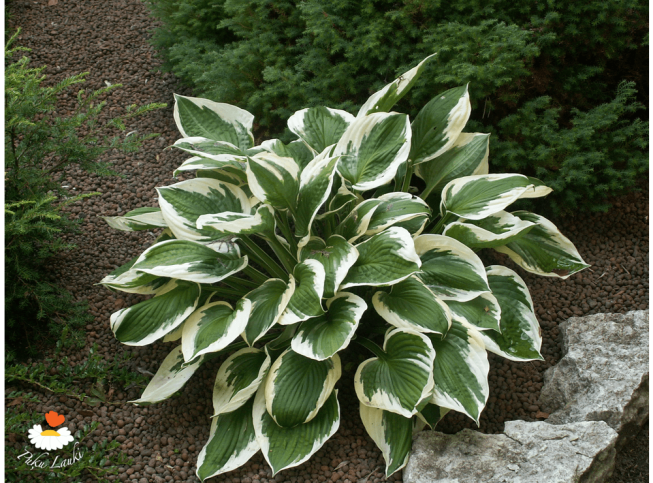 Hosta   'Patriot'