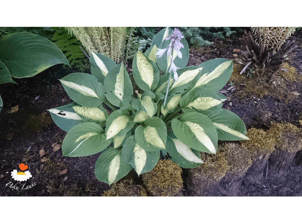 Latvijas stādi - Hosta 'Gypsy Rose' - hosta, šķirne
