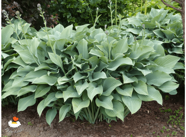 Hosta   'Krossa Regal'
