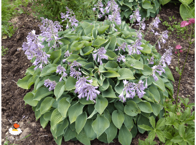 Hosta   'Pacific Blue Edger'