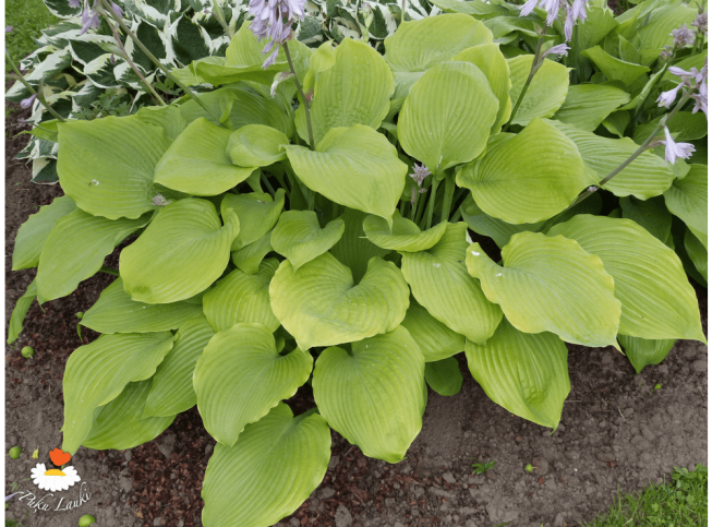 Hosta   'Sum and Substance'