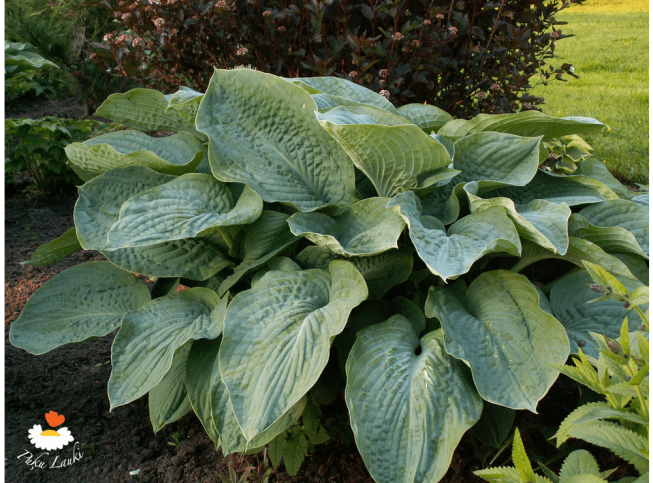 Hosta sieboldiana   'Blue Angel'