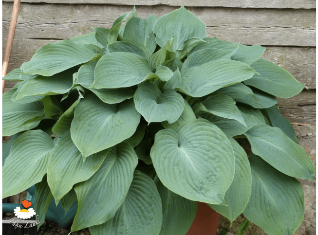Hosta sieboldiana   'Elegans'