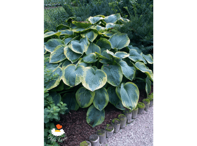 Hosta sieboldiana   'Frances Williams'