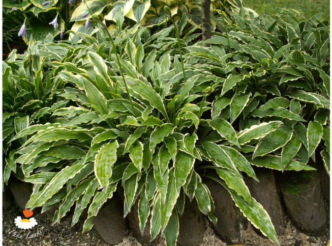 Hosta   'Stiletto'