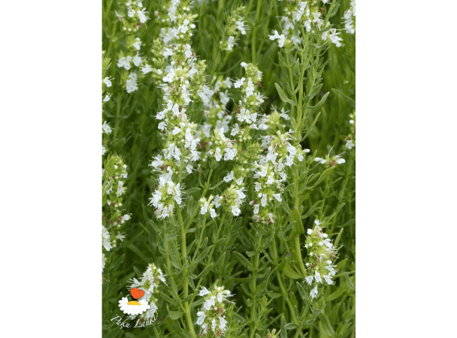Hyssopus officinalis f. albus