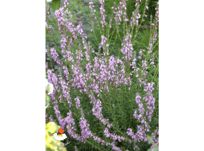 Hyssopus officinalis   'Roseus'