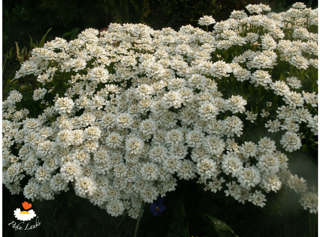 Iberis sempervirens   'Appen Etz'