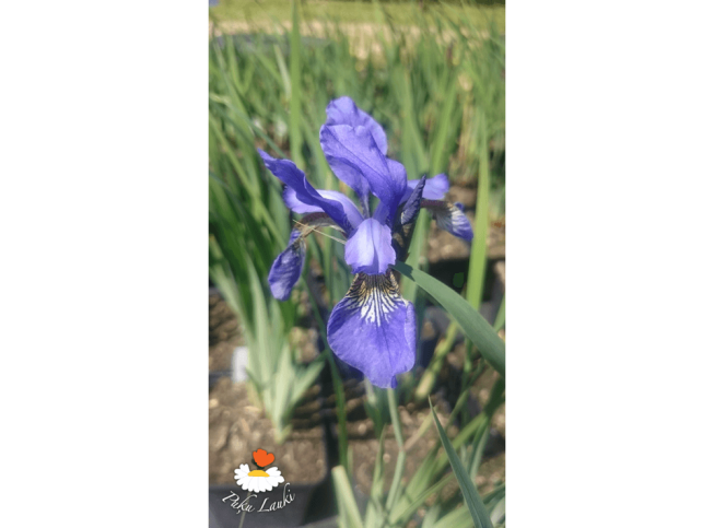 Iris sibirica   'Caesar's Brother'