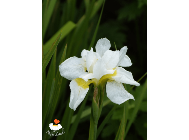 Iris sibirica   'Snow Queen'