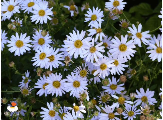 Kalimeris incisa   'Nana Blue'