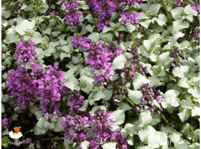 Lamium maculatum   'Red Nancy'