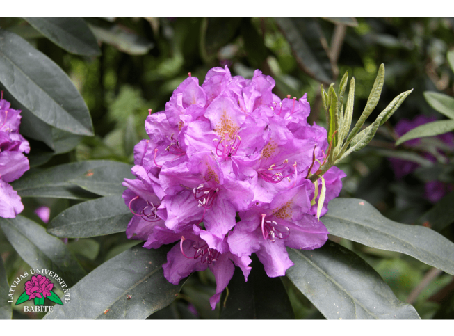 Rhododendron   'Lee's Dark Purple'