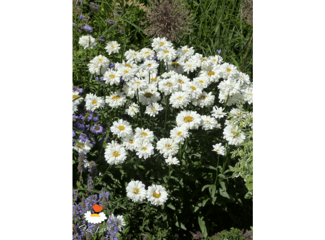 Leucanthemum × superbum   'Victorian Secret'