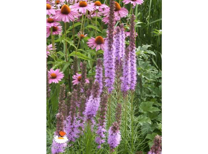 Latvijas stādi - Liatris spicata - vārpu liatre