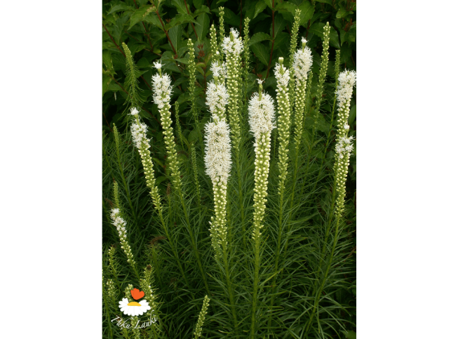 Liatris spicata   'Floristan Weiss'