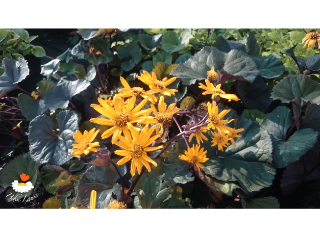 Ligularia dentata   'Desdemona'