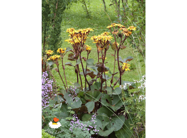 Ligularia dentata   'Midnight Lady'