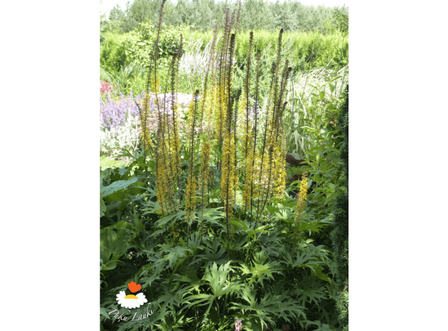 Ligularia przewalskii