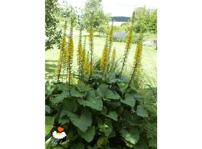 Ligularia sibirica