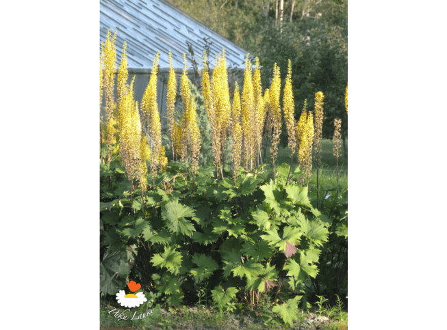 Ligularia   'The Rocket'