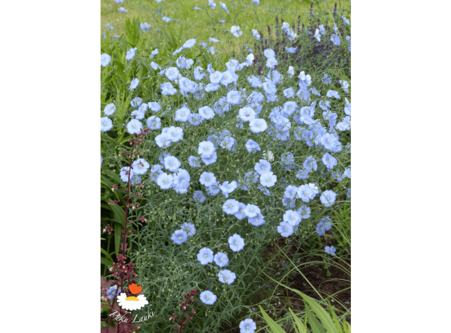 Linum perenne