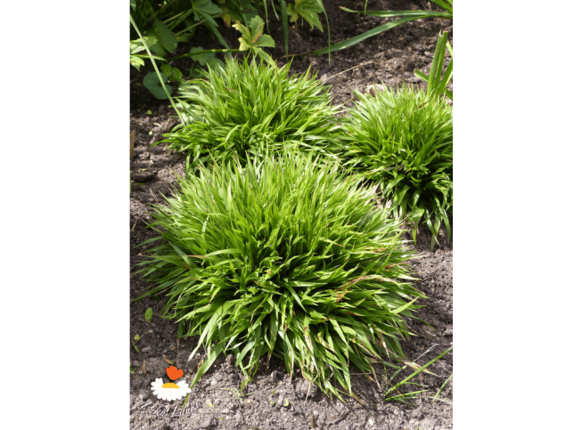 Luzula pilosa   'Igel'