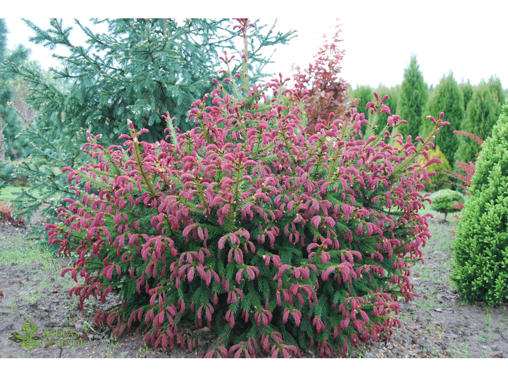 Picea abies rydal. Picea Abies 'cruenta'. Ель Picea Abies Rydal. Ель обыкновенная Круента (Picea Abies cruenta).