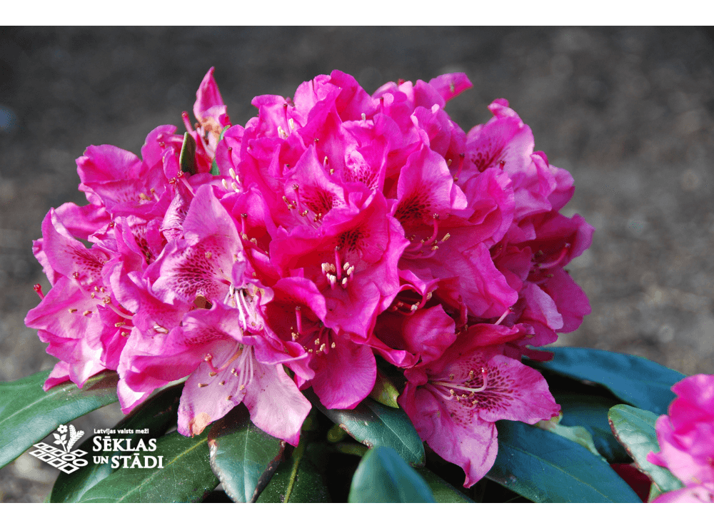 Latvijas stādi - Rhododendron 'Miks' - mūžzaļais rododendrs, šķirne