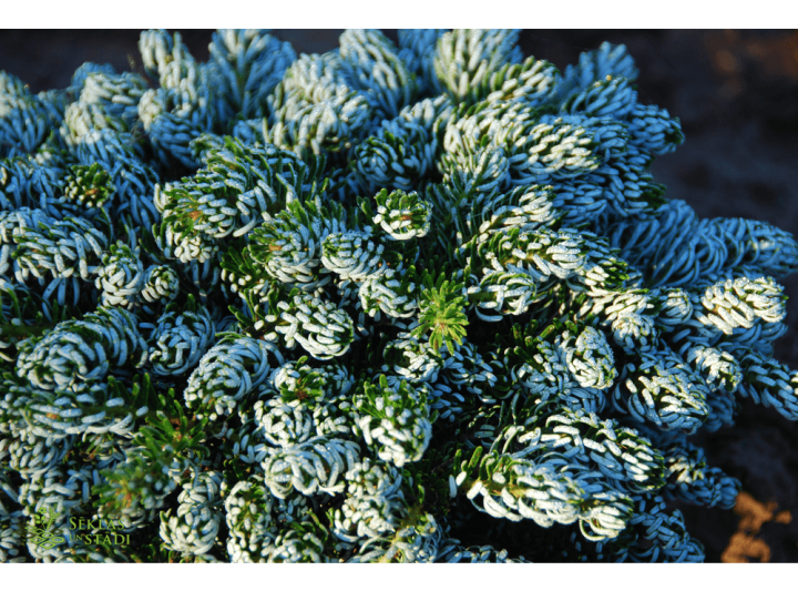 Latvijas stādi - Abies koreana &lsquo;Ice Breaker&rsquo; - Korejas baltegle, šķirne