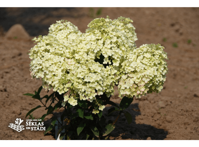 Hydrangea paniculata   BOBO = 'Ilvobo '