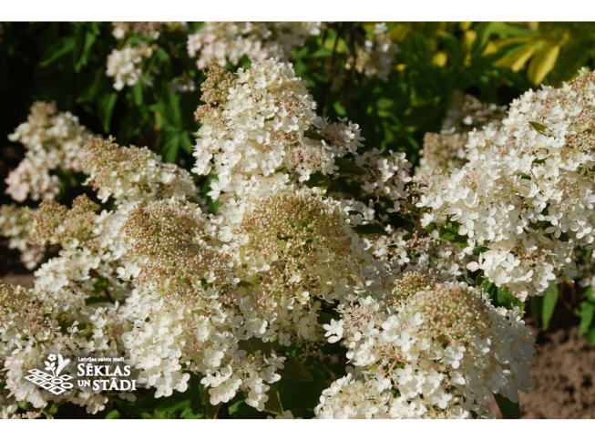 Hydrangea paniculata   'Grandiflora'
