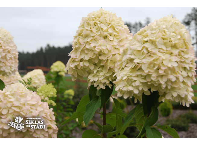 Hydrangea paniculata   'Limelight '