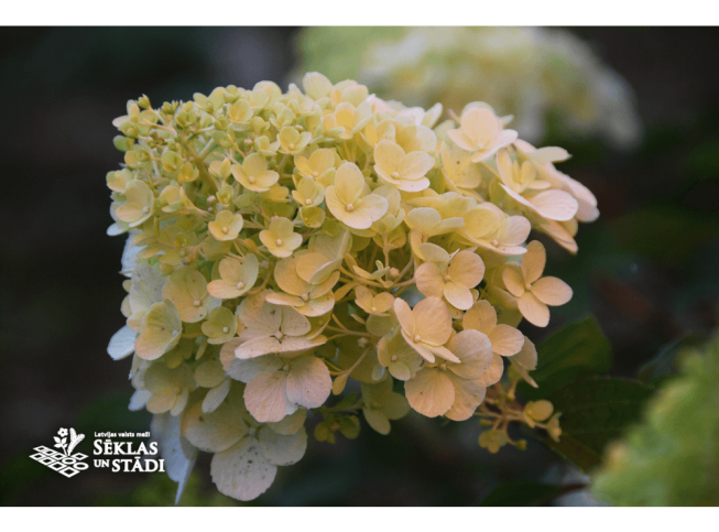 Hydrangea paniculata   'Polar Bear'