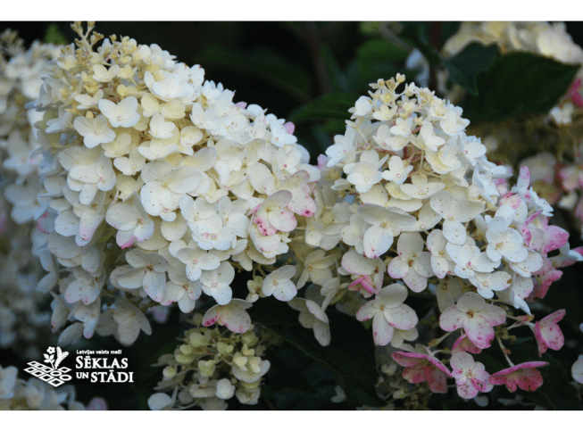 Hydrangea paniculata   'Silver Dollar'