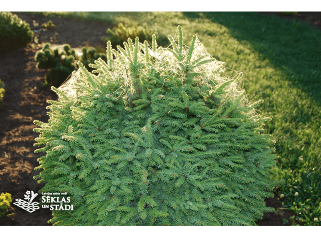 Picea abies   'Luua Pärl'