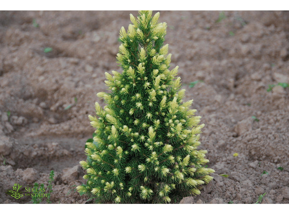 Ель канадская. Picea glauca Rainbow. Ель сизая (Picea glauca Rainbows end). Ель канадская Picea glauca Rainbow's end. Ель сизая/канадская (Picea glauca Rainbow's end.