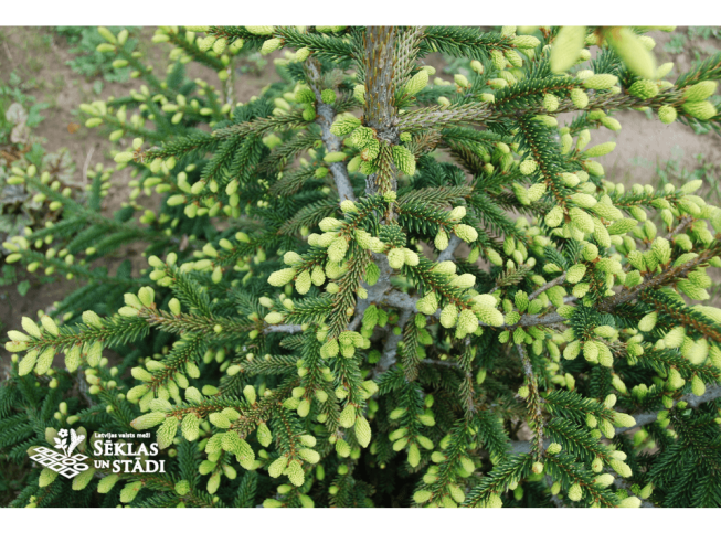 Picea orientalis   'Aurea'