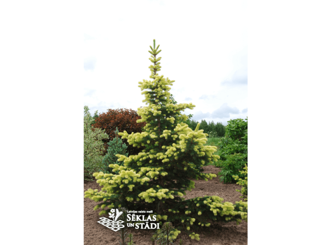 Picea pungens   'Maigold'