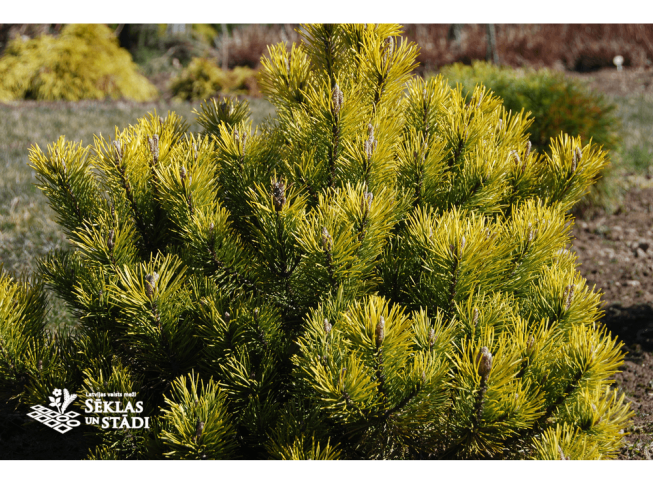 Pinus mugo   'Ophir'