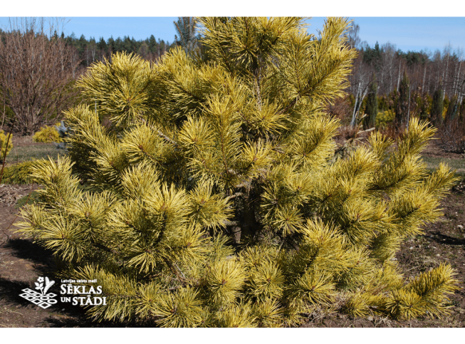 Pinus sylvestris   'Gold Coin'